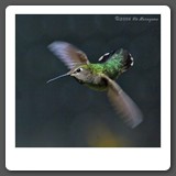 Anna_s_Hummingbird_Female
