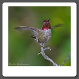 Anna_s_Hummingbird_Male