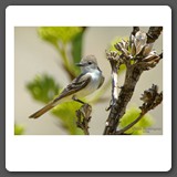 Ash_throated_Flycatcher