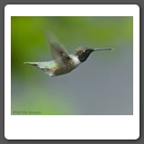 Black_chinned_Hummingbird