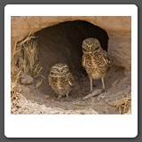 Burrowing_Owls