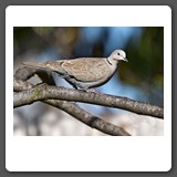 Eurasian_Collered_Dove._Plentiful_but_not_native._Introduced_in_the_Bahamas_in_1970_s_and_has_spread_from_there_