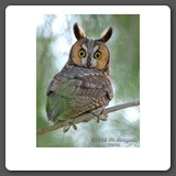 Long_eared_Owl