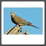 Mourning_Dove_1