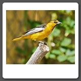Northern_Oriole