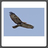 Red_Tailed_Hawk