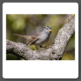 White_crowned_Sparrow