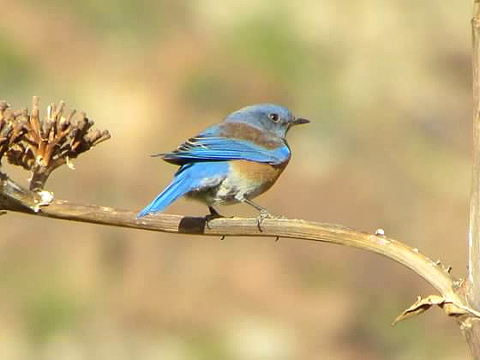 bluebird at de anza