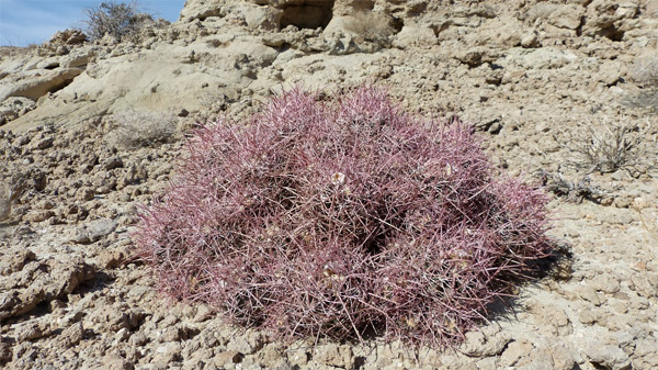 Mohave Mound Cactus