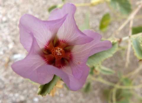 desert hibiscus
