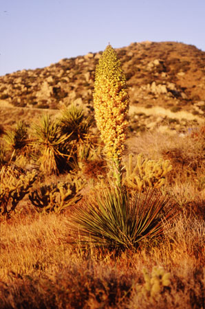 Photo of the yellow-flowered yucca species known as Our Lord's Candle