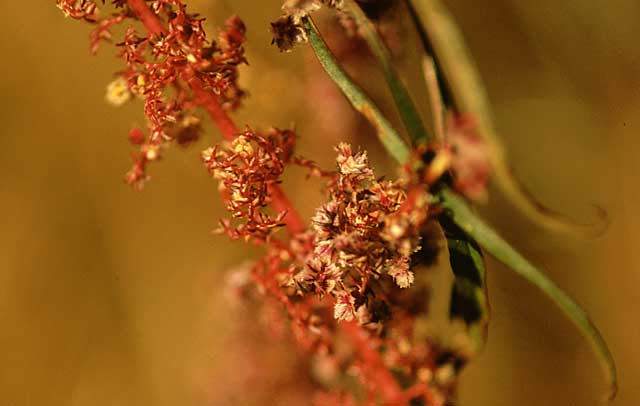 Closeup photo of the rose-red flowers of Fringed Amaranth