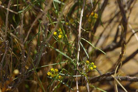Environmental photo of Utah Cynanchum with yellow flowers