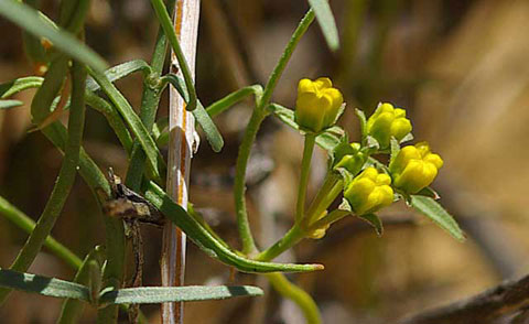 Closeup Photo of the yellow flowers