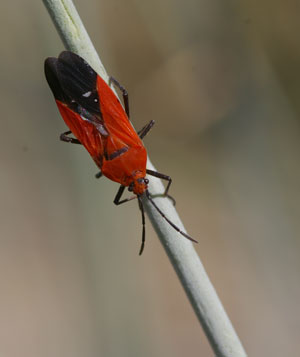 Closeup photo of a bright red and black Milkweed Bug