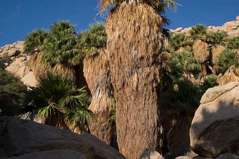 color photo of Washingtonia filifera at Mortero Palms, Anza-Borrego Desert State Park