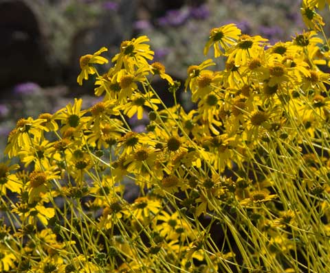 Photo of yellow flowers of Brittlebush, Encelia farinosa