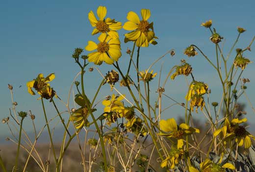 Photo of the yellow flowers of Brittlebush, Encelia farinosa, against a blue sky