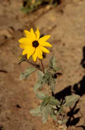 Photo of Prairie Sunflower, Helianthus niveus