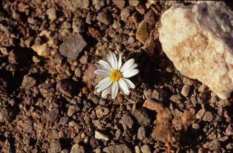 A single white Desert Star on a rocky path