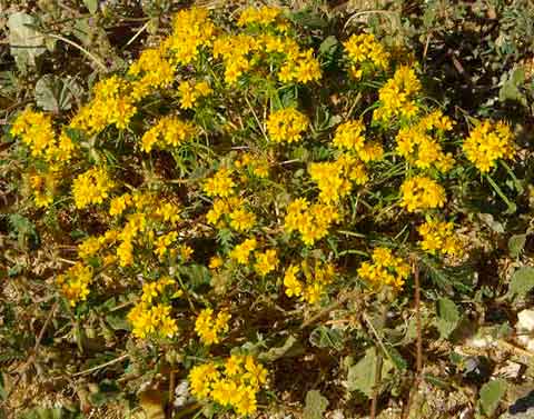 Closeup of a clump of yellow chinch weed flowrers