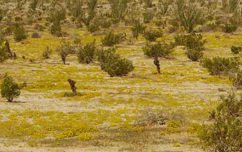 Photo of a field with the yellow flowers of Chinch Weed following a summer rain