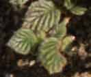 Closeup photo of Turtleback leaves