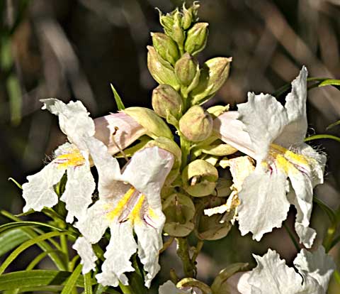 Closeup photo of a Desert-Willow tree with white and pink flowers