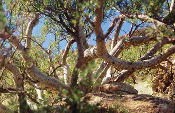 Photo of the thick branches of an Elephant Tree