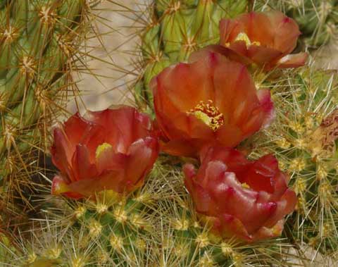 Closeup photo of the red flowers of a Wolf's Cholla