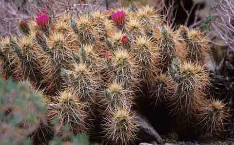 Photo of Hedgehog Cactus in flower