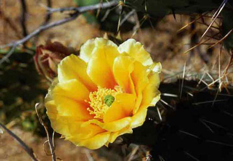 Closeup photo of the yellow flower of the Desert Prickly-Pear. The flower is a brilliant red at the base.