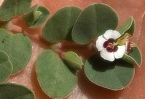 Closeup of Chamaesyce albomarginata flower
