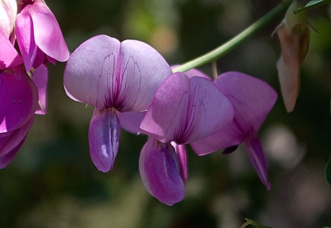 Closeup photo of the reddish flowers of the San Diego Sweet Pea