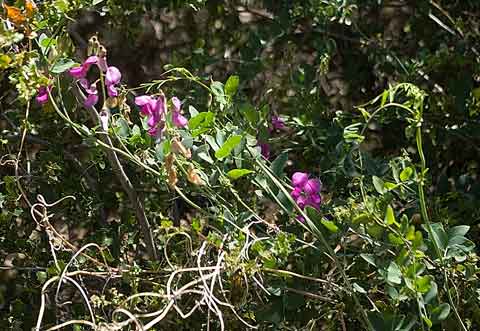 Photo of the San Diego Sweet Pea vine with bright green leaves and red flowers