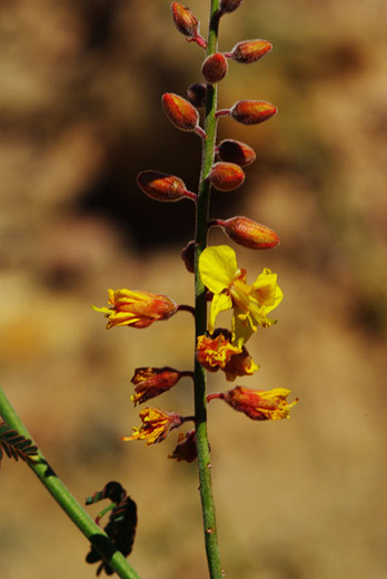 closeup photo of a yellow flower and several buds of a Caesalpina virgata