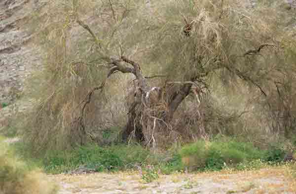 Photograph of Blue Palo Verde tree in Palo Verde Wash