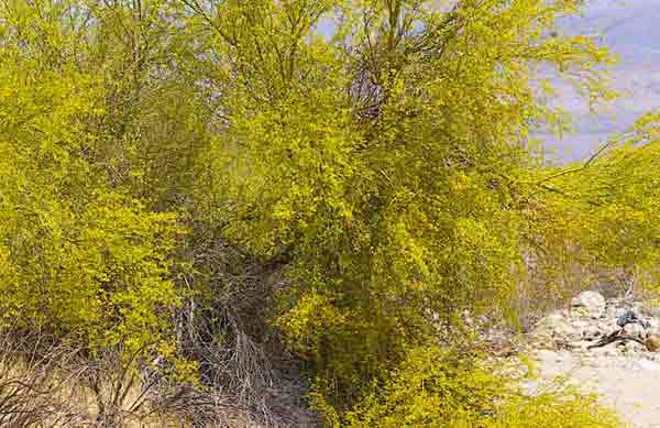 Photo of a Palo Verde tree covered with yellow blossoms