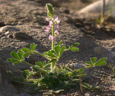Photo of a Stinging Lupine with potentially stinging hairy stems and leaves, beside Coyote Creek