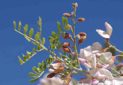 Photo showing the leaves and flowers of an Ironwood treet against a background of blue sky