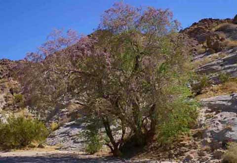 Photo of an Ironwood tree with pinkish blossoms