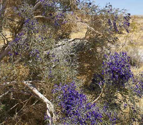 Closeup photo of a Smoke Tree's blue flowers