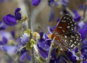 Closeup photo of a butterly enjoying the deep blue flowers of a Smoke Tree