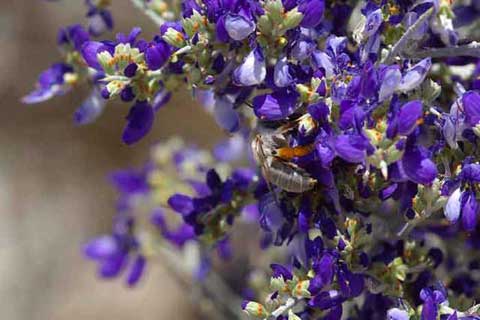 Photo of a bee gathering pollen from the deep blue blowers of a Smoke Tree