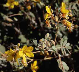 Closeup photo of the golden yellow flowers of Coues' Cassia