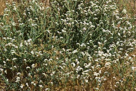 Photo of a group of Salt Heliotrope plants