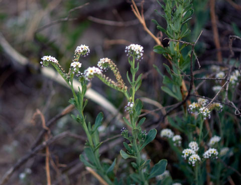 Photo of Salt Helitrope, including inflorescence and leaves
