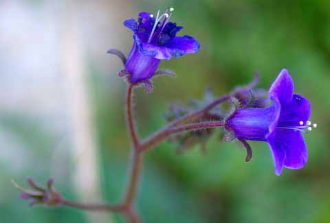 Closeup photo of the purple flower of Phacelia minor