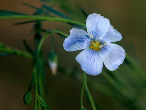 Closeup photo of blue Wild Flax flower