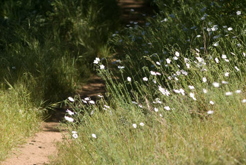 Photo of Wild Flax beside the Pacific Crest Trail